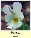 Pansy, wild (Goirmn searraigh)
