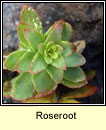 Roseroot (Lus na laoch)