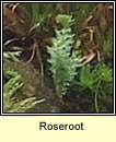 Roseroot (Lus na laoch)