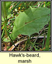 Hawk's-beard, marsh (Lus crin corraigh)