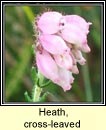 heath,cross-leaved (fraoch naosca)
