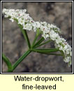 Water-dropwort, fine-leaved (Dathabha uisce)