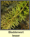 Bladderwort,lesser (Lus borraigh beag)