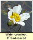 Water-crowfoot, thread-leaved (Nal uisce ribeach)