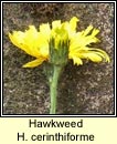 hawkweed, H cerinthiforme (lus na seabhac)