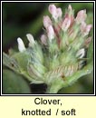 Clover, knotted / soft (Seamair striocach)