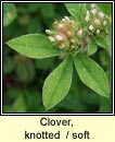 Clover, knotted / soft (Seamair striocach)