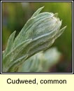 Cudweed, common (Cithluibh)