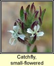 Catchfly, small-flowered (Coiren Francach)