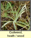 Cudweed, heath (Gnamhlus mna)