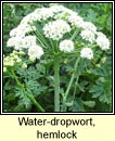 water-dropwort,hemlock (dthabha bn)