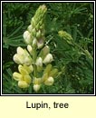 Lupin, tree (Lipn crua)