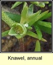 Knawel, annual (Cabhair Mhuire)