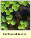 Duckweed, lesser / common (Ros lachan)