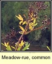 Meadow-rue, common