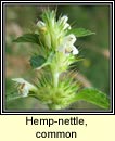 hemp-nettle,common (ga bu)