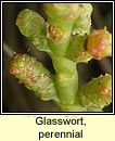 Glasswort, perennial