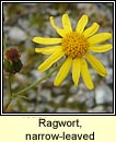 Ragwort, narrow-leaved