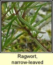 Ragwort, narrow-leaved