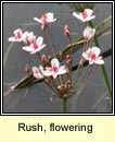 Rush, flowering