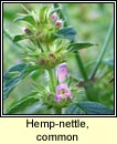 hemp-nettle,common (ga bu)