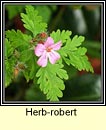 herb robert (ruithal r)