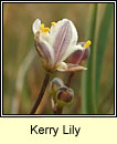 Kerry Lily