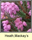 Mackay's Heath