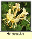 honeysuckle (tthfhithleann)