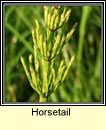 horsetails (cuiridn)