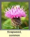 knapweed,common (mnscoth)