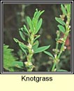 knotgrass (glineach bheag)