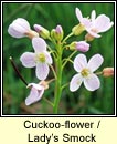 cuckoo-flower  (biolar gragin)