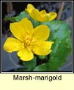 marsh-marigold (lus bu beltaine)