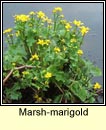 marsh-marigold (lus bu Beltaine)