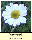 mayweed,scentless (me drua)
