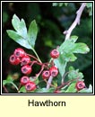 Hawthorn (Scaech gheal)