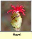 Hazel (Coll)