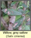 Willow,grey sallow