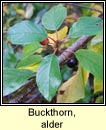 Buckthorn,alder