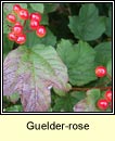 Guelder-rose (Coar chon)