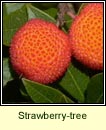 Strawberry-tree (Caithne)