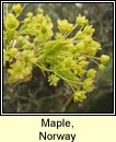 Maple,norway