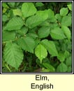 Elm, English
