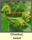 Chestnut, sweet