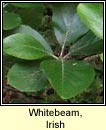 Whitebeam, Irish