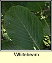 Whitebeam