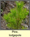 Pine, lodgepole