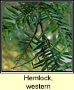 Hemlock, western