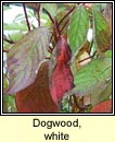 Dogwood,white